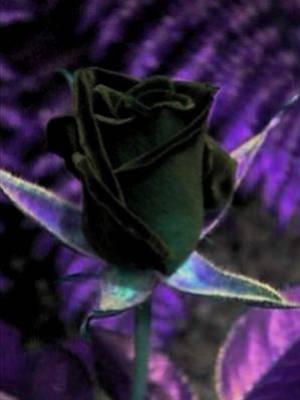 Rose noire